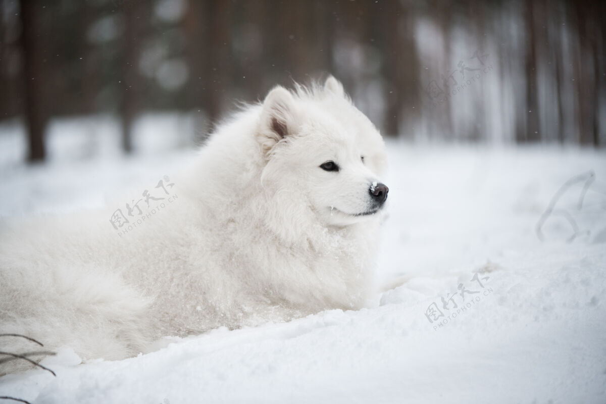 冬天美丽的毛茸茸的萨莫耶德白狗在冬天的森林里毛皮萨摩耶狗