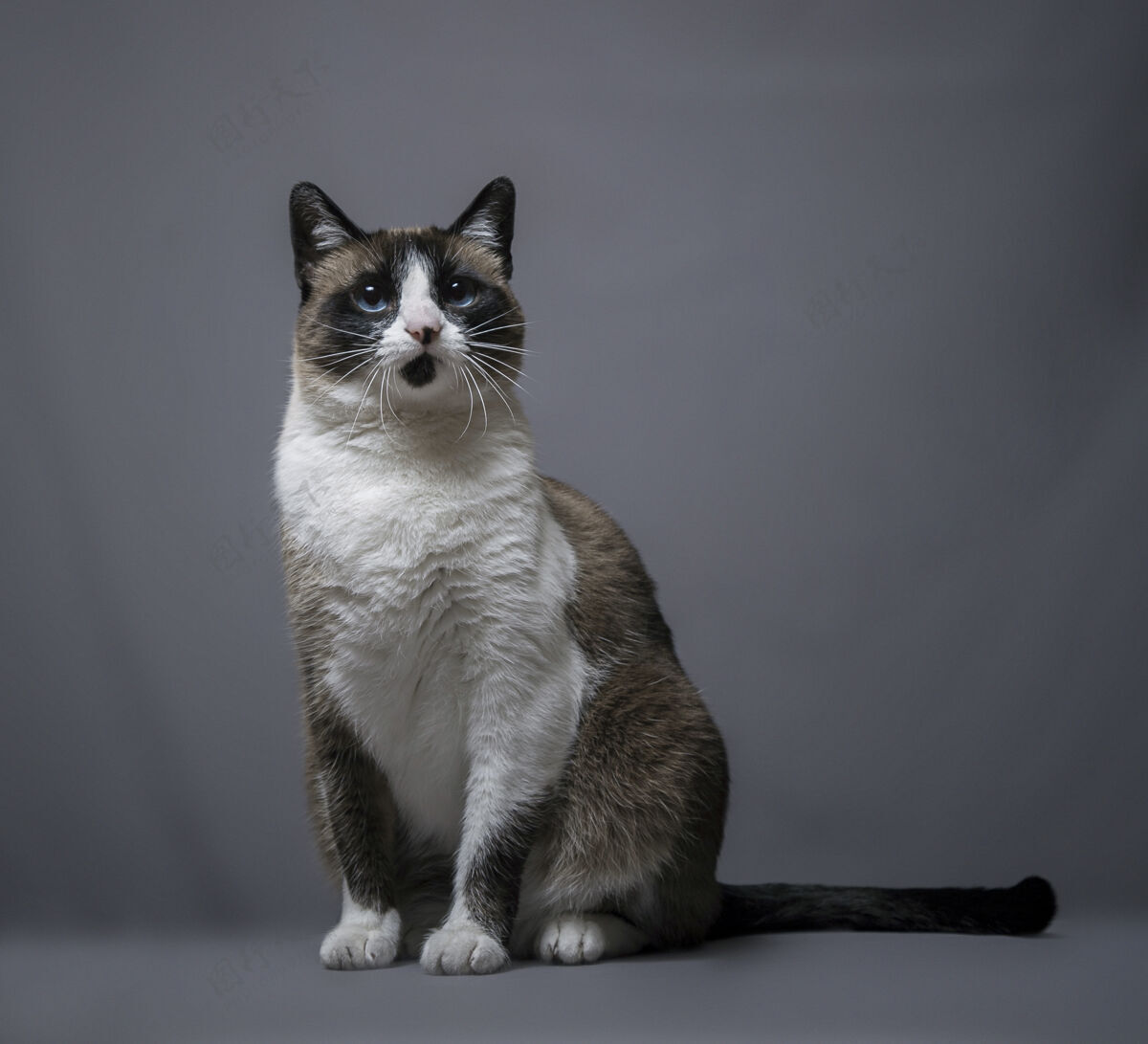 可爱一只可爱的猫的惊人的方形肖像家养毛皮肖像