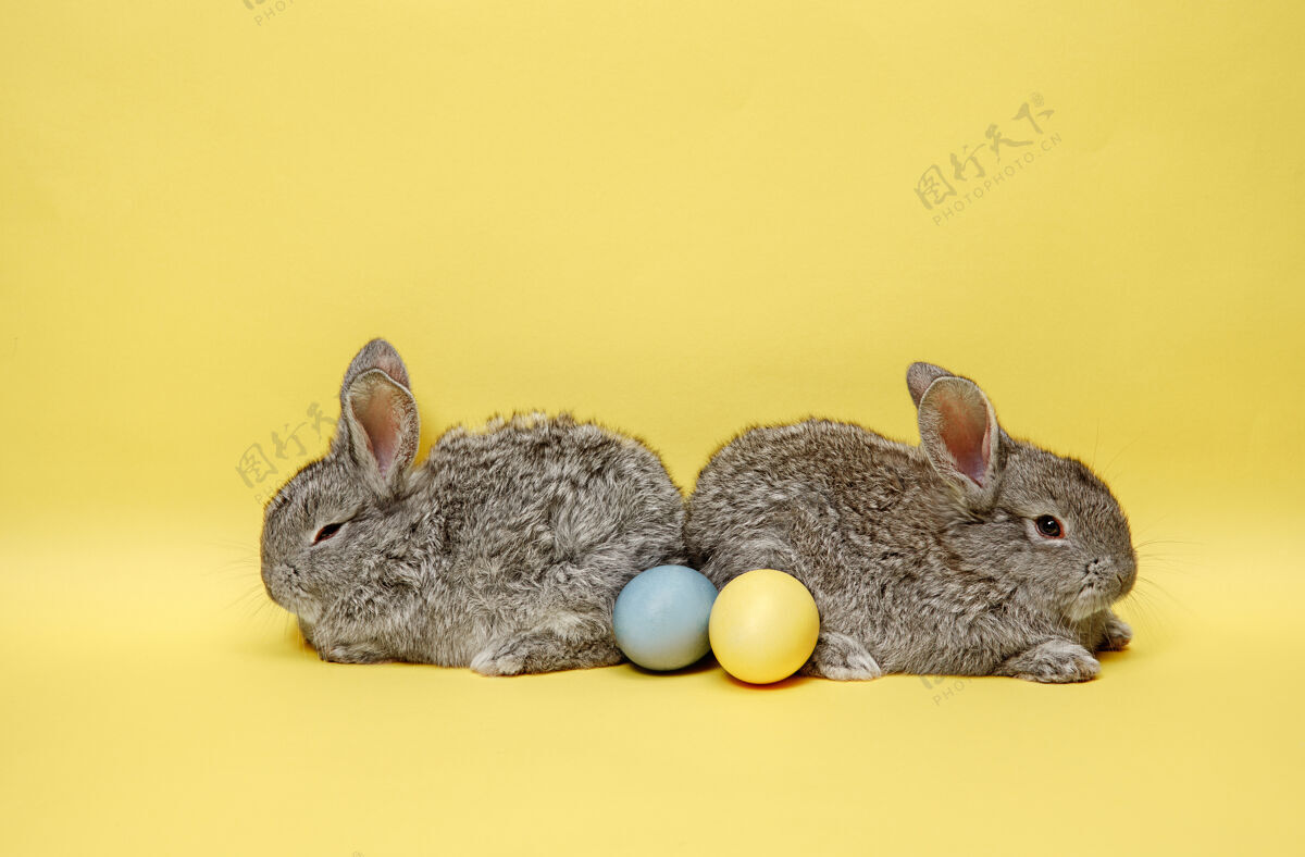 毛皮在黄色背景上画彩蛋的复活节兔子复活节 动物 春天 庆祝和节日的概念动物婴儿草地