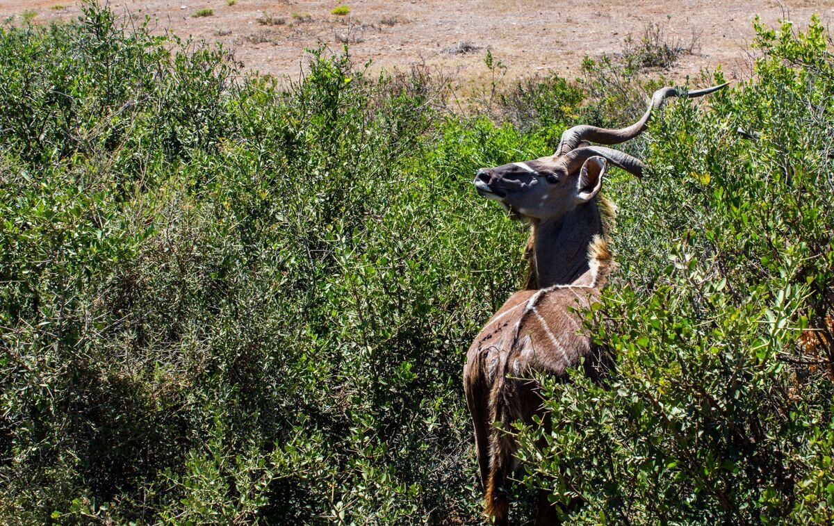 林立高角度拍摄一个好奇的库杜回头看在一个绿色区域公园动物非洲