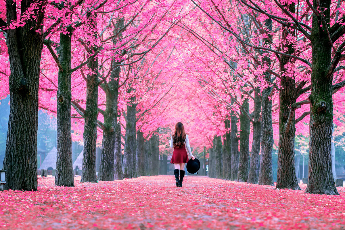 景观美丽的女孩与粉红色的叶子在纳米岛 韩国植物阳光南方