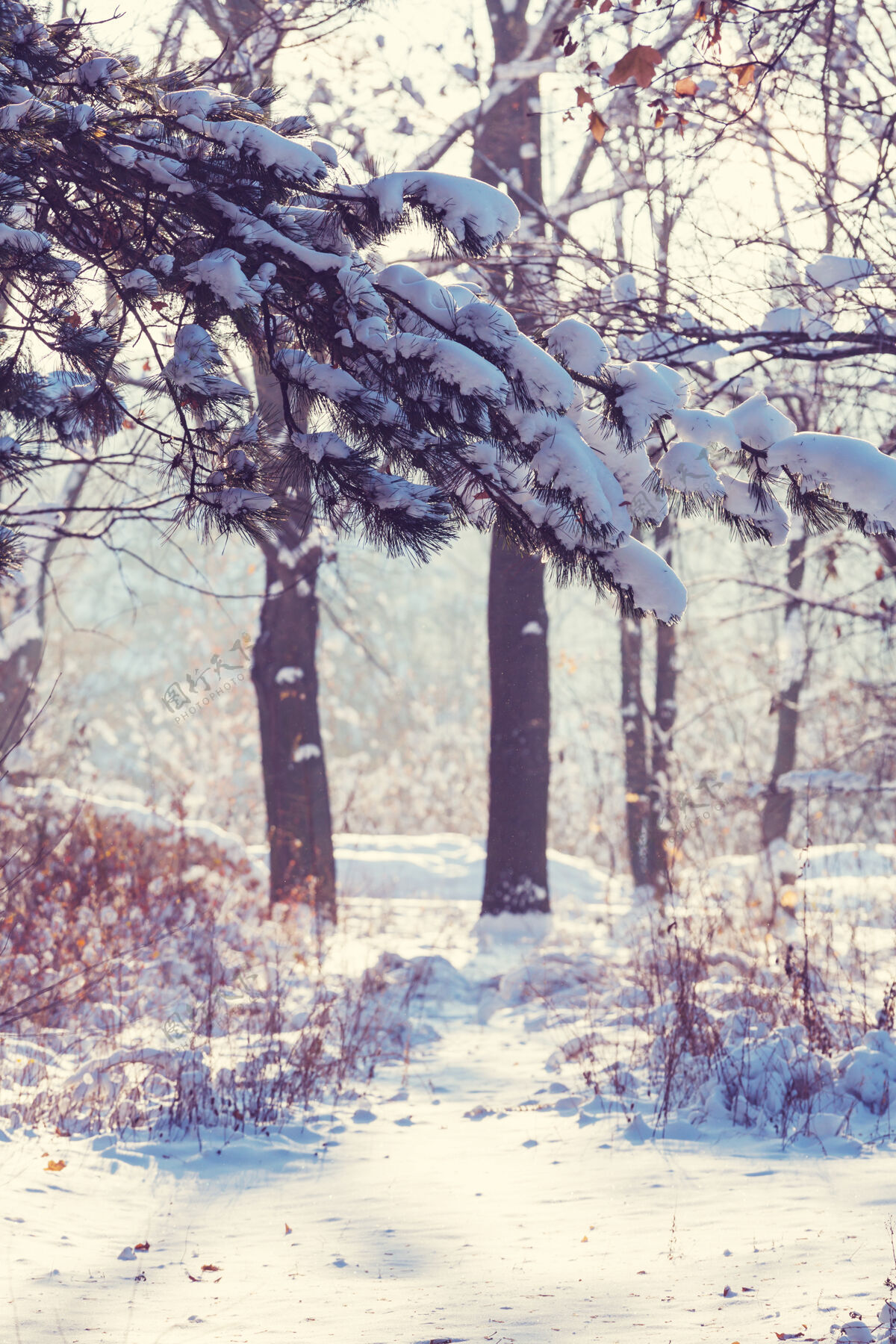 冬天冬天森林里的树被雪覆盖了风景山晴天
