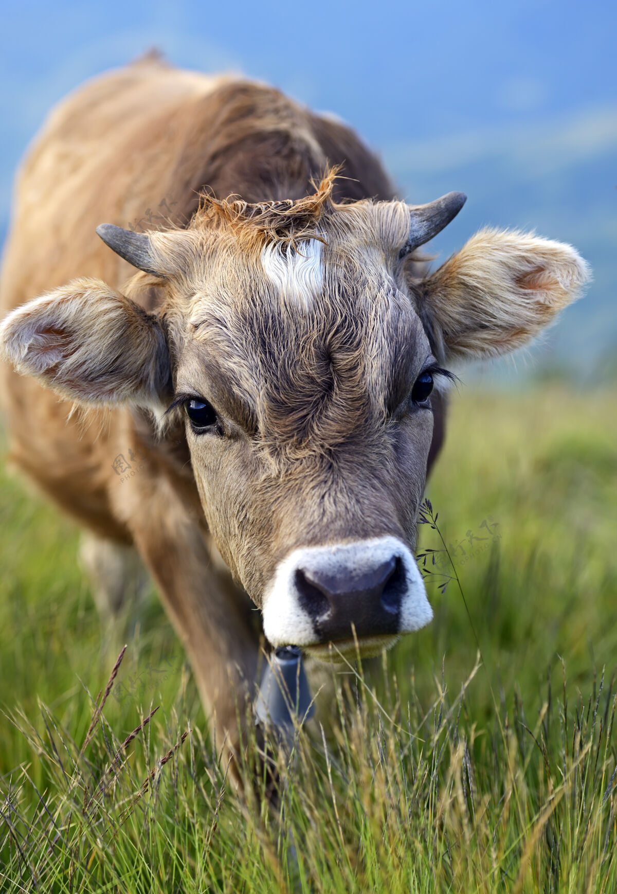 牛肖像喀尔巴阡牛在春天的山间牧场上农场动物动物高地人