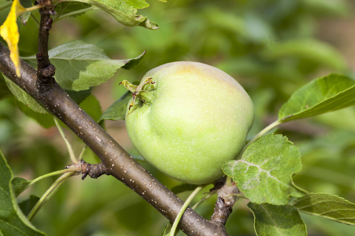 有机绿色的苹果叶和生长在果园里的苹果用浅景深特写季节园艺花园