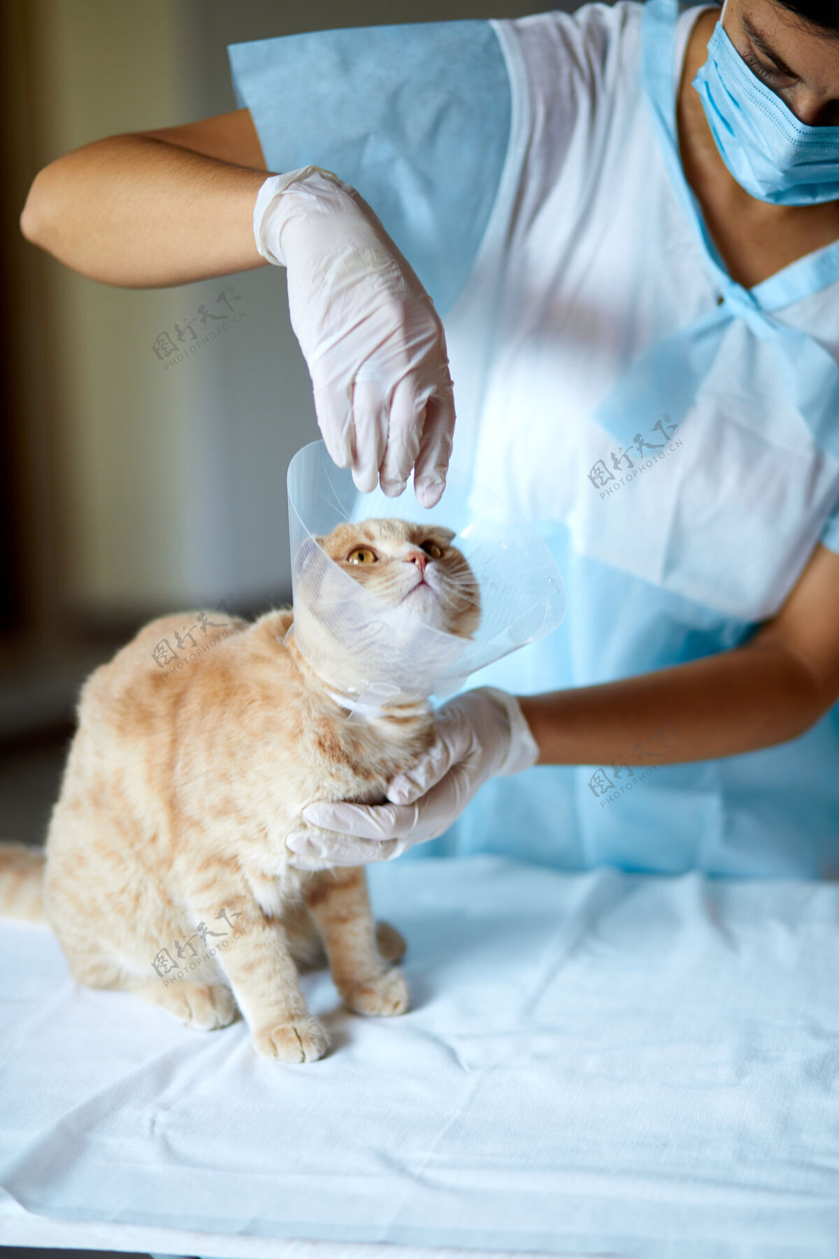哺乳动物兽医正在给一只可爱漂亮的猫做阉割后的检查 这是兽医的概念室内人类整形