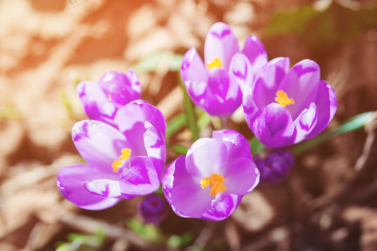 明亮春天美丽的紫色番红花开花春天四月