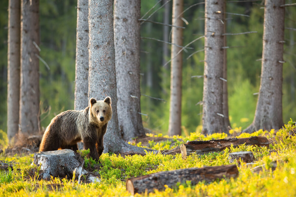 砍伐伤心的棕熊望着树桩 砍倒了一棵留有临摹空间的树看树树桩