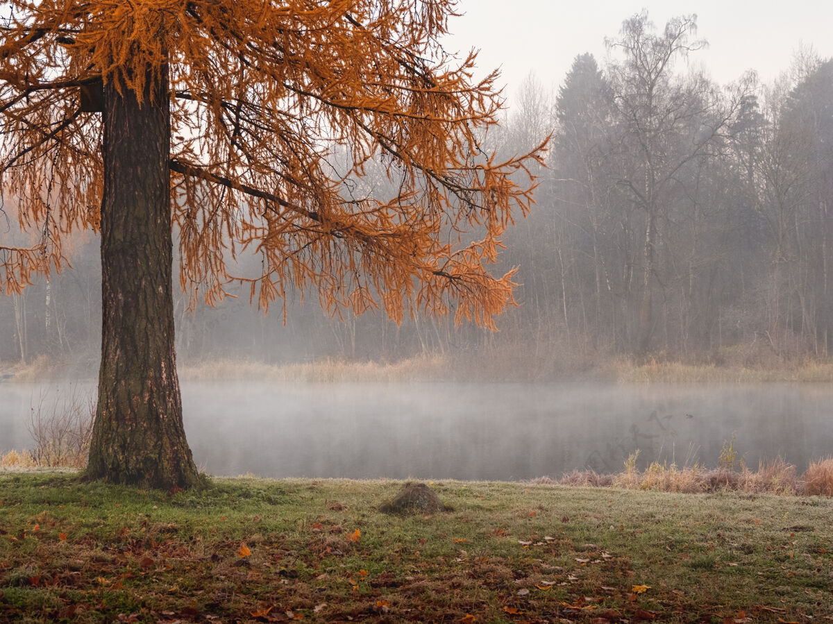 松秋天红松树的一根树枝自然湖多雾的秋天横向.soft集中薄雾生态系统木