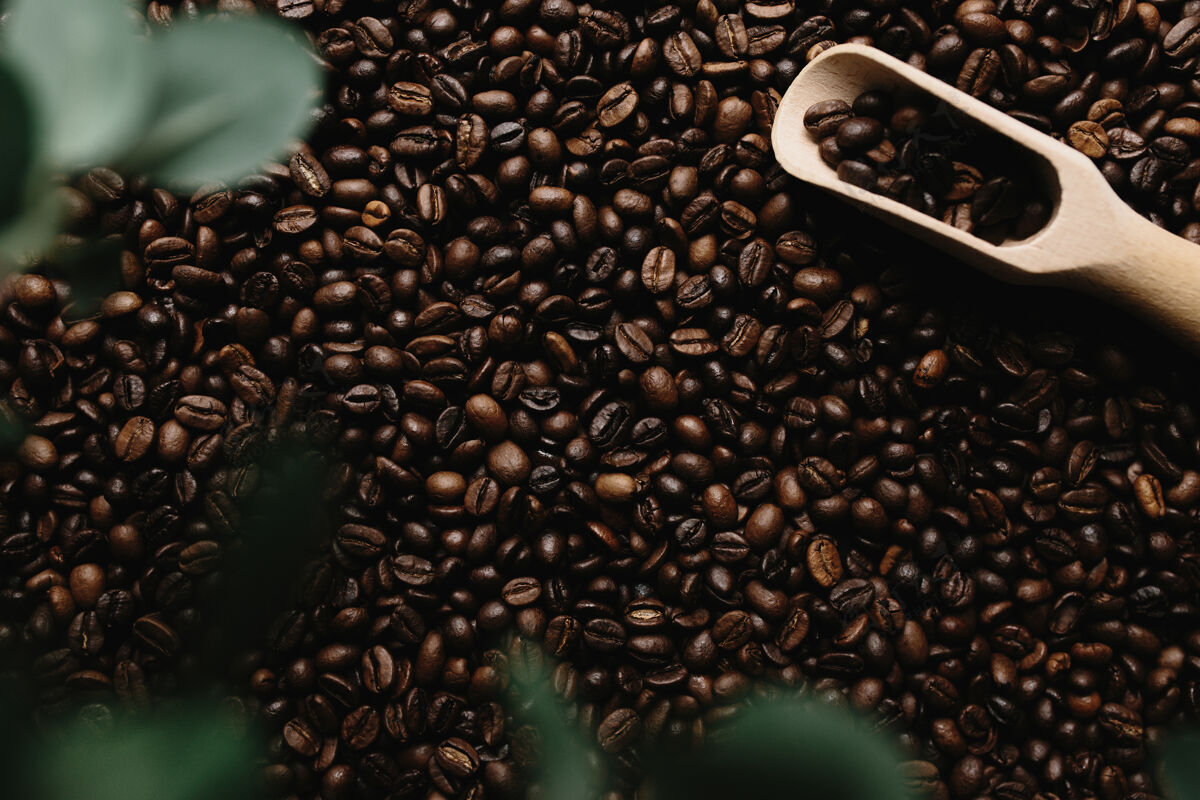 咖啡背景是一排干咖啡豆黑色叶子阿拉比卡