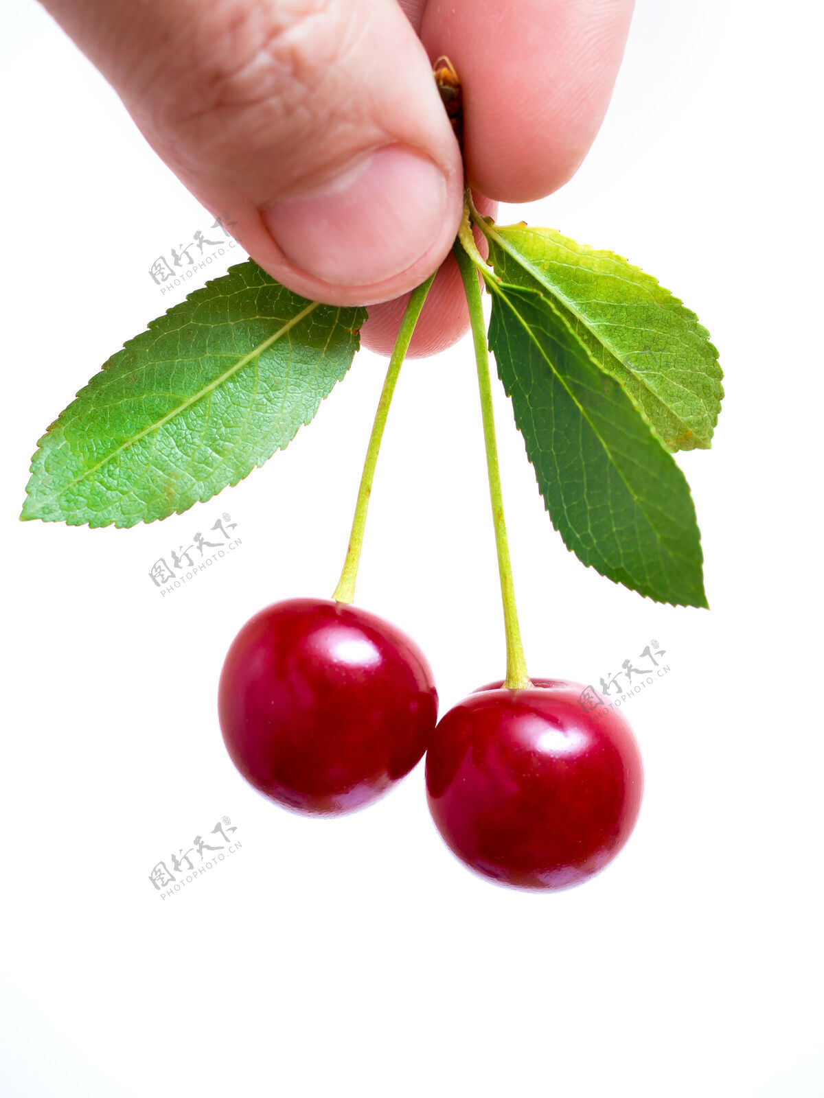 手一个男人手里拿着红色的樱桃浆果 白色的 孤立的背景自然樱桃浆果