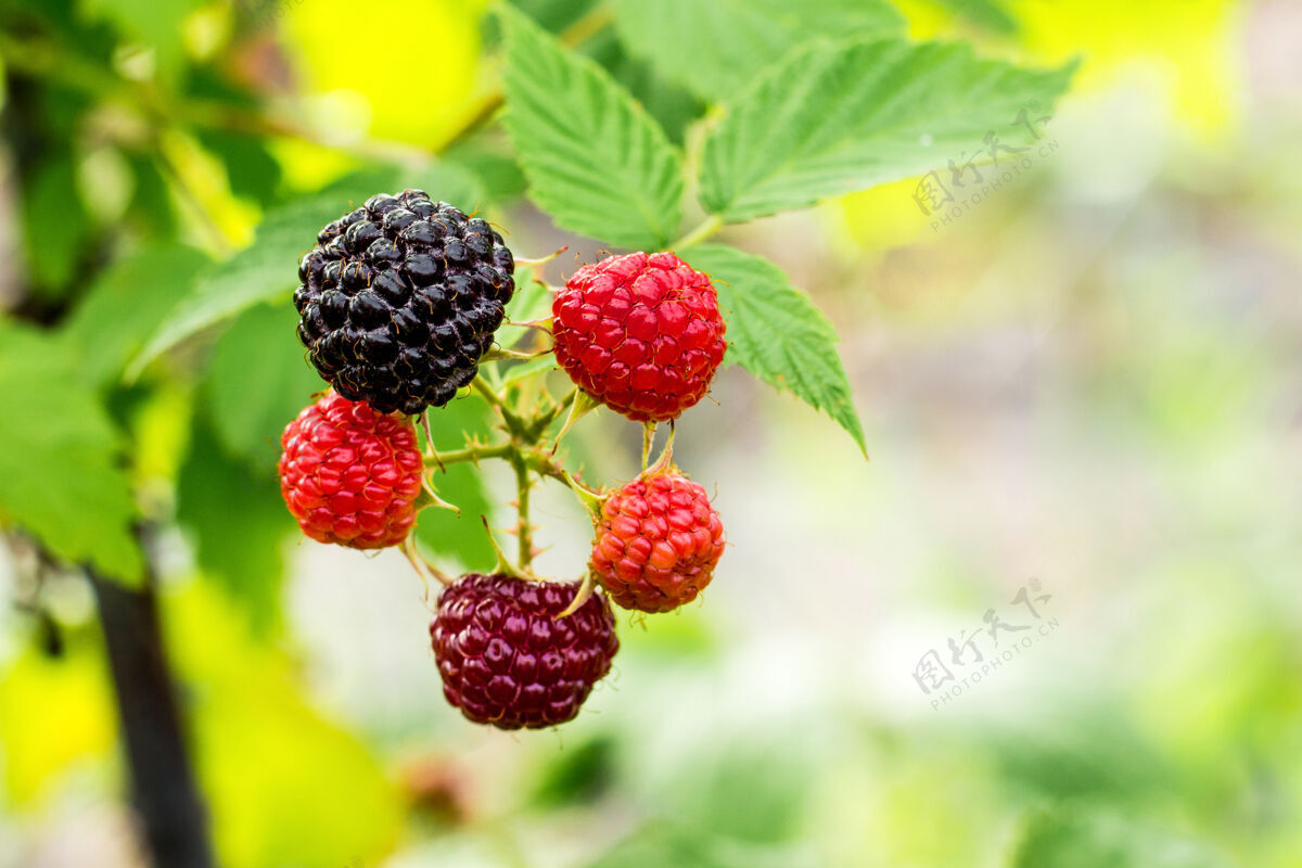 生长黑树莓成熟树莓灌木上的绿叶浆果成熟黑莓