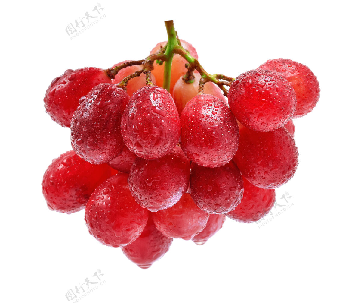 成熟白底上有水滴的红葡萄农业树枝饮料