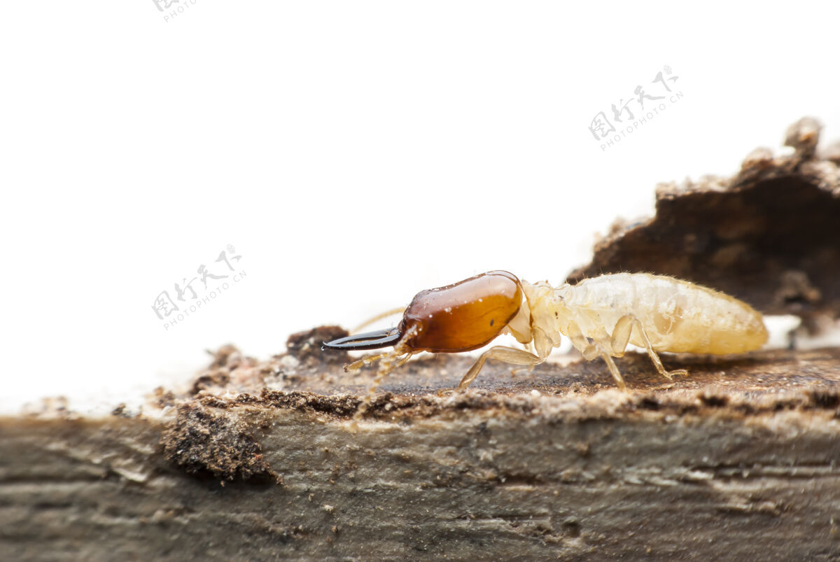 维修白蚁在分解木头麻烦裂缝吃
