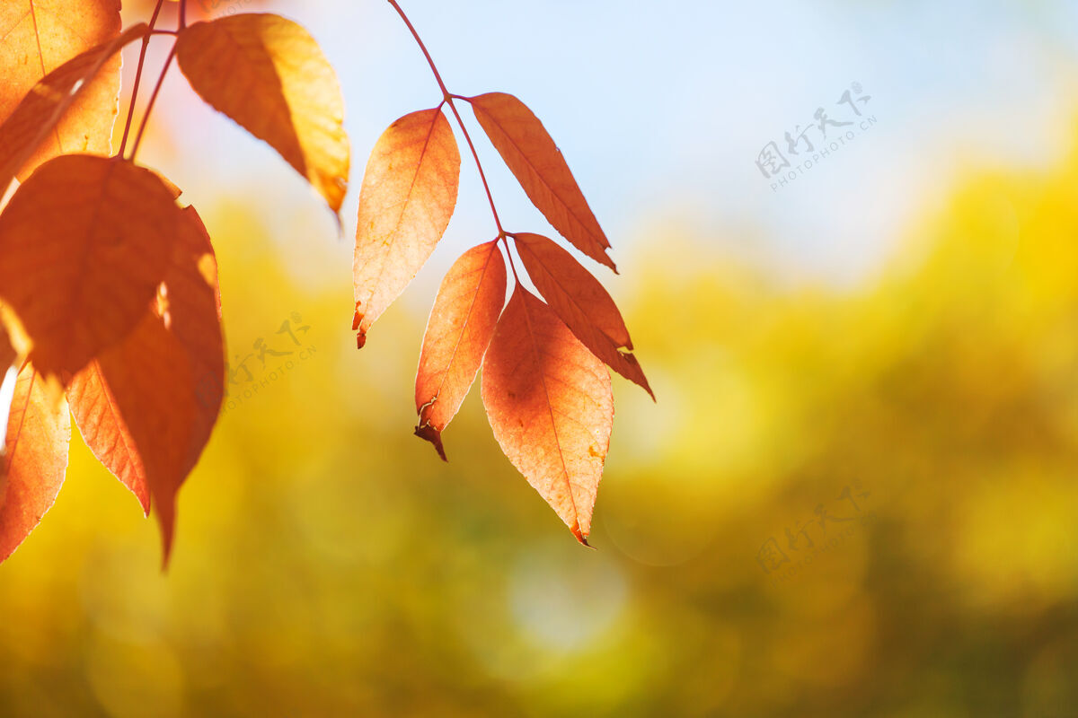 橙色秋天五彩缤纷的黄叶季节结束-上篮植物农业叶