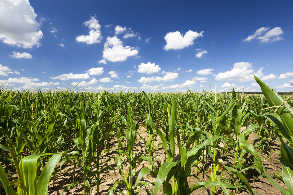 国家高绿的玉米 生长在挺拔的农田里 在春天或初夏的景色中夏天培育玉米