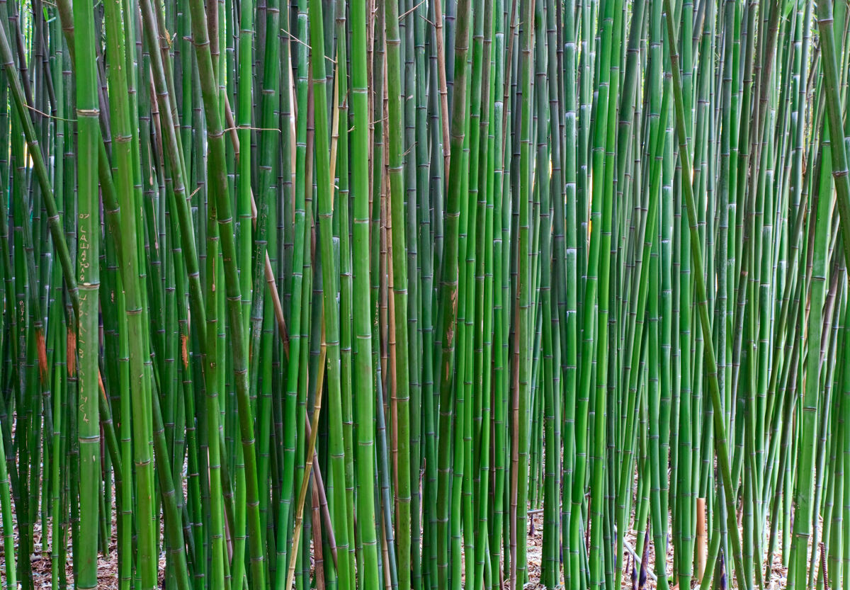 户外竹子的高绿色树干“翠竹”竹子美丽植物