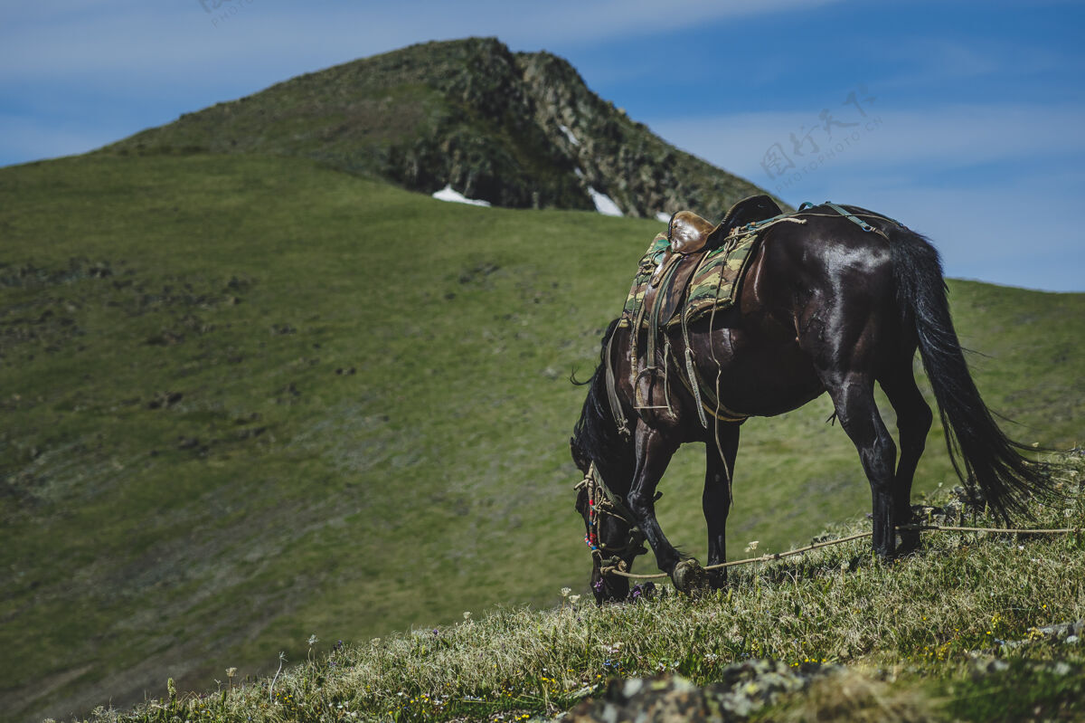 种马D？黑马在阿尔泰共和国乌拉甘斯基地区的山坡上吃草 俄罗斯自然风景黑马