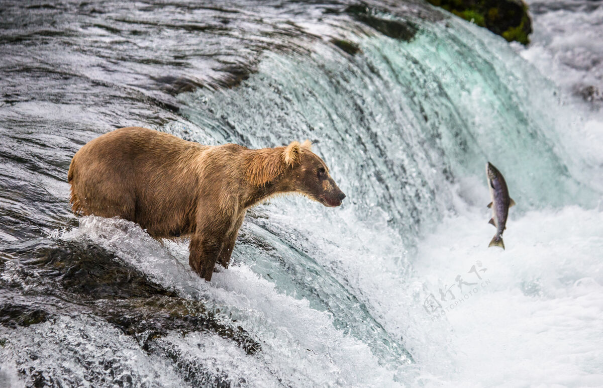 哺乳动物棕熊在海里捉鲑鱼美国阿拉斯加州河卡迈国家公园狩猎吃野生自然