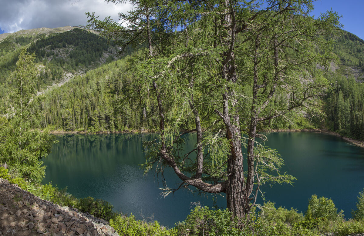 景色夏日如画的山湖湖泊西伯利亚阿尔泰
