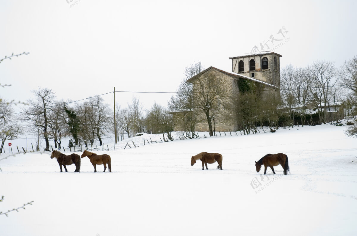 雪雪景与马和圣胡安教堂 奥亚多 阿拉巴 巴斯克国家 西班牙自然没有人降雪