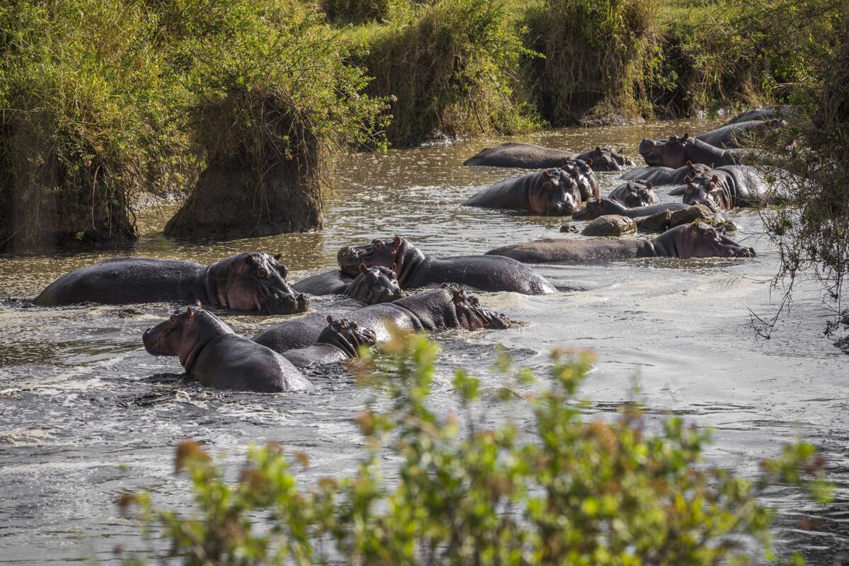 瀑布一大群河马躺在河里坦桑尼亚水资源塞伦盖蒂岩石小溪狩猎