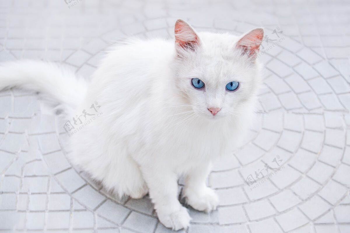 眼睛白猫配蓝猫眼睛眼睛猫正坐在灰色的柏油路上朋友猫肖像