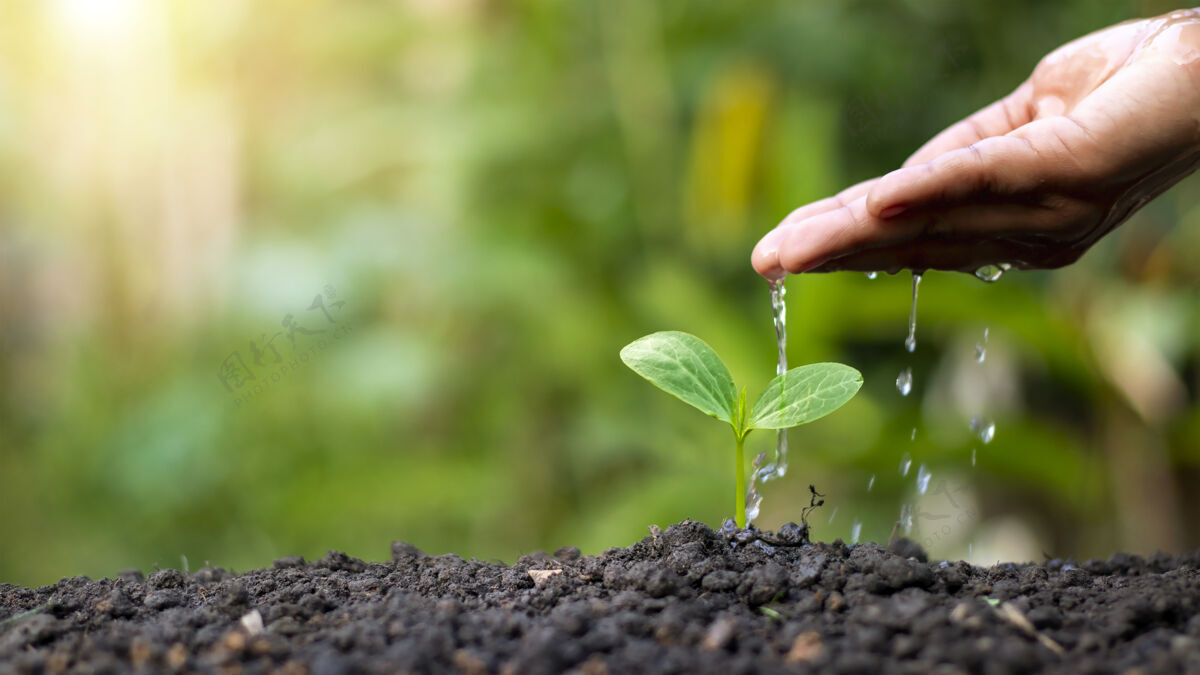 早晨手浇灌植物 生长在良好的土壤质量在自然 植物护理和树木生长的想法植物学生长植物地面