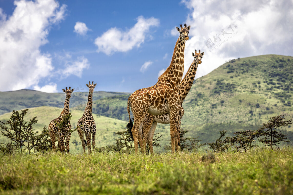 长一群长颈鹿坦桑尼亚ngorongoro野生动物长颈鹿自然