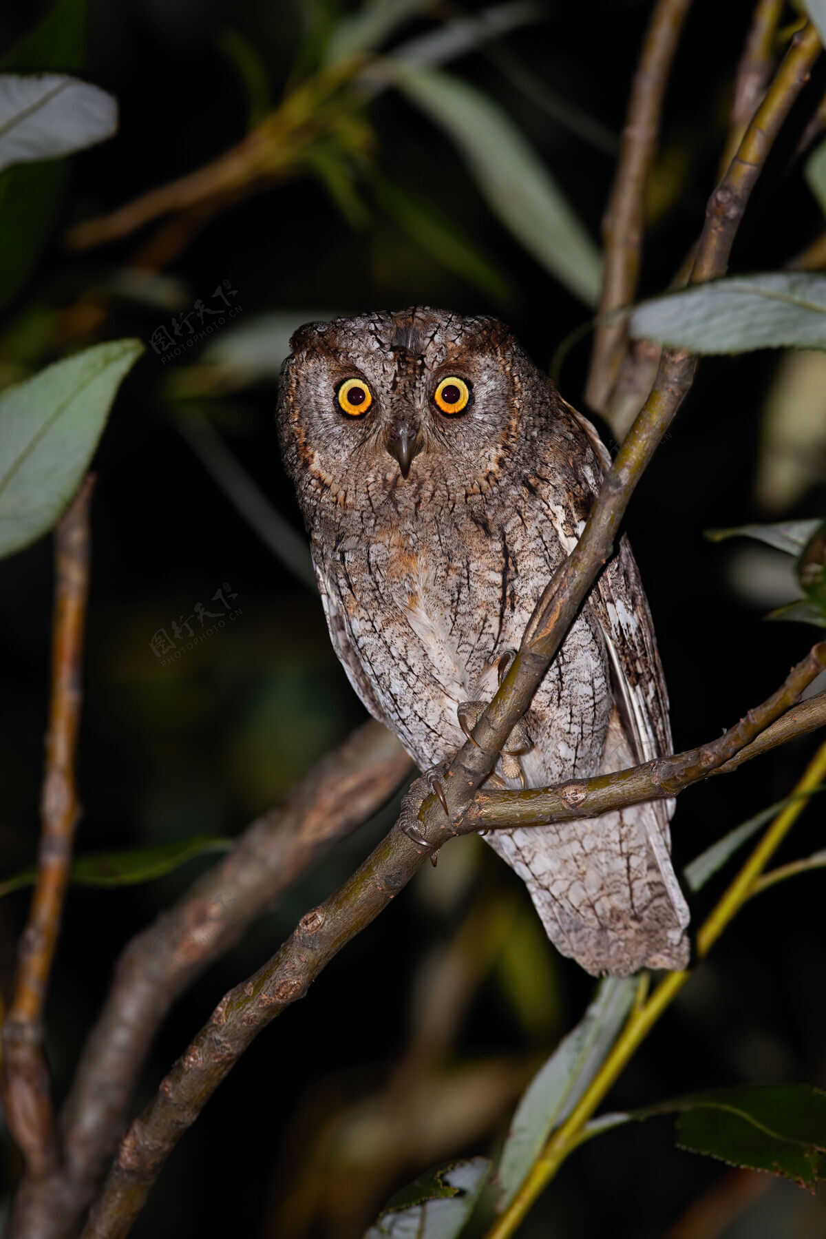 树枝警觉的欧亚猫头鹰在夜晚看着镜头凝视猫头鹰野生