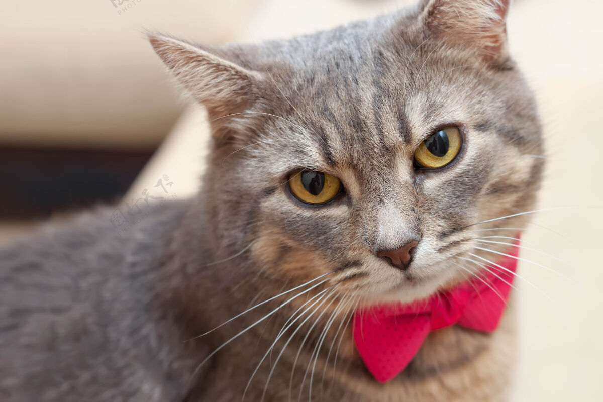 国内塔比灰家猫的肖像 带着粉红色的蝴蝶结看着相机美丽条纹胡须