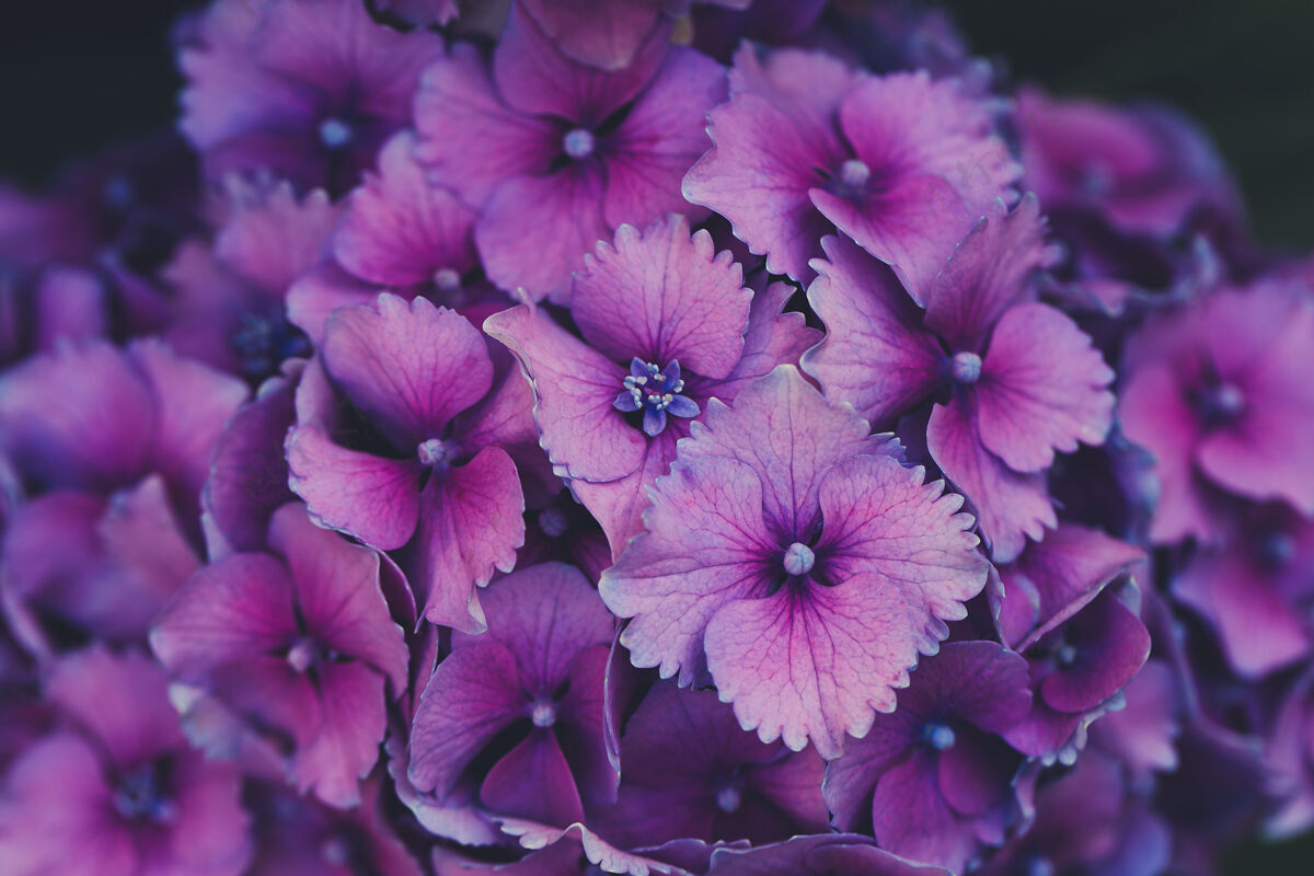 花店盛开的紫绣球花季节叶花