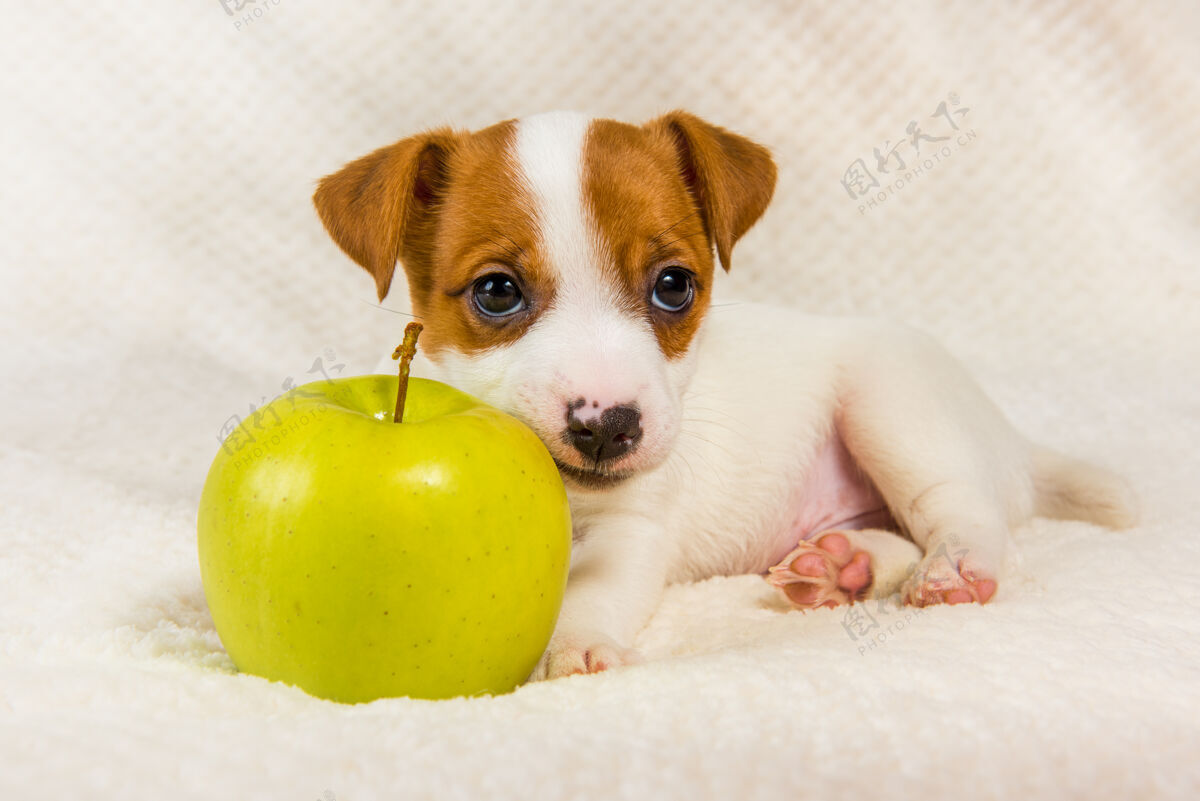 罗素杰克罗素猎犬小狗和黄苹果食物小脸