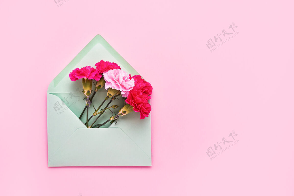 新闻粉红色的康乃馨花在粉红色粉彩墙上的绿色信封里康乃馨祝贺你信件