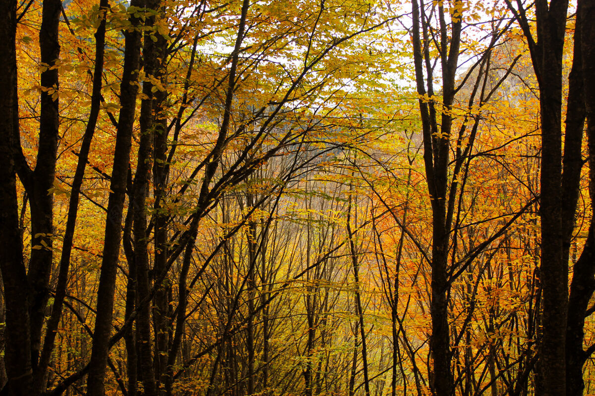 风景重庆市秋秋季森林景观乔治亚州秋天给树叶涂颜色树橙色还有黄色的表面季节树叶乔治亚
