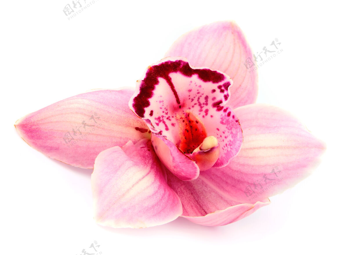 花束粉红兰花特写白色植物花瓣自然