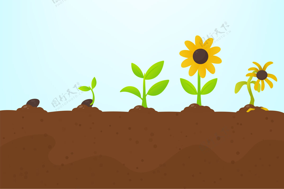 园艺树生长.种植一棵从种子中发芽的树 会变成一棵开花的幼苗 然后死去土壤生态自然