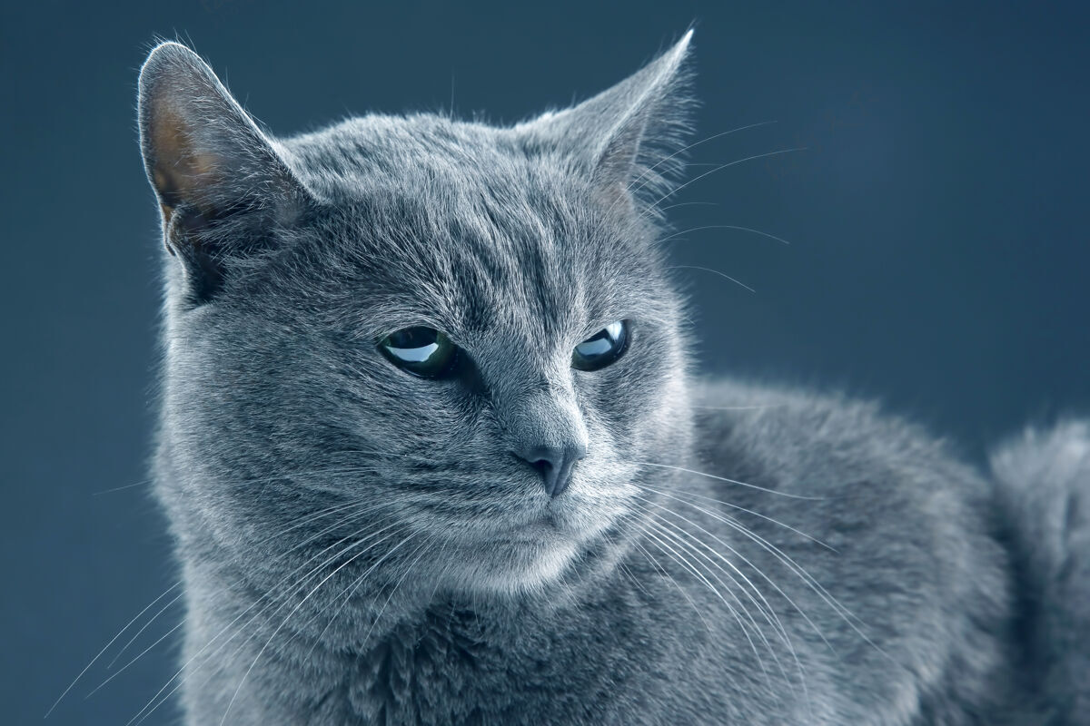毛茸茸的黑暗中美丽的灰猫背景.pet哺乳动物捕食者生活毛皮肖像