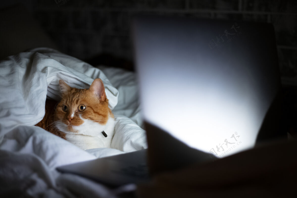 宠物家里黑暗的房间里 红白猫躺在床上 手提电脑的画像肖像动物毯子