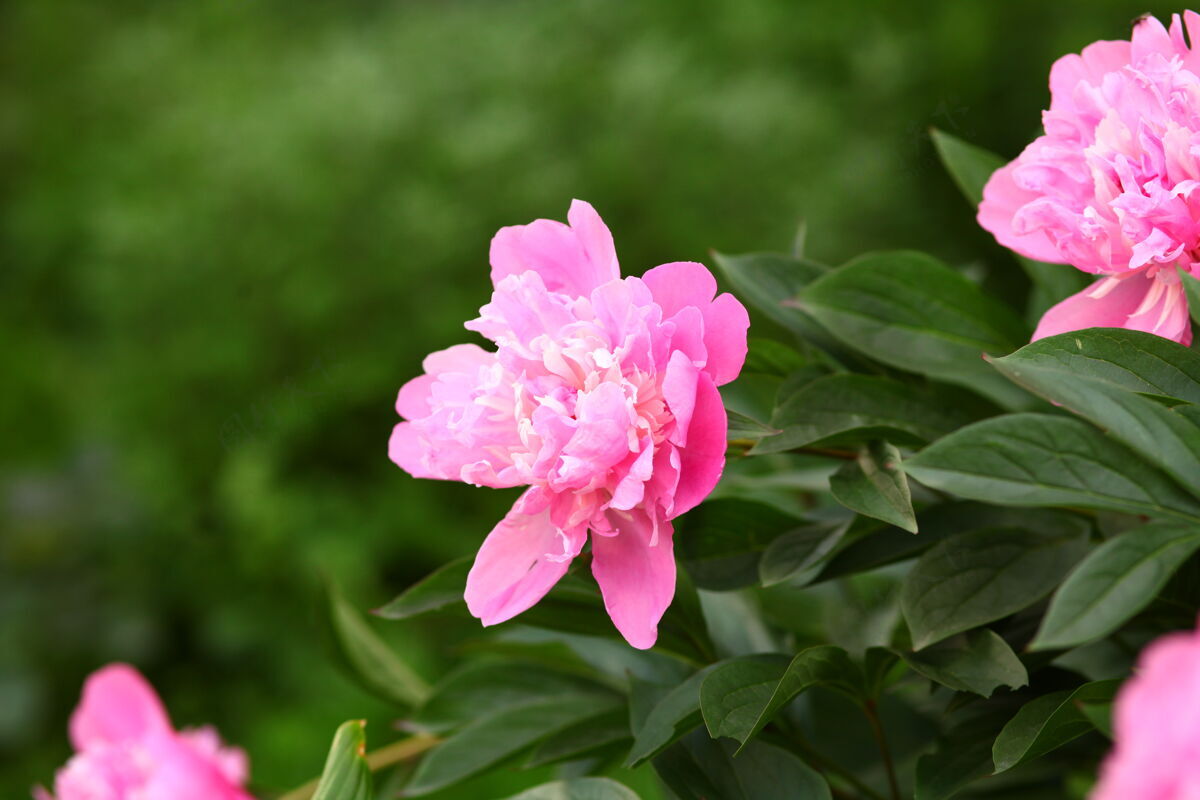 自然粉红牡丹艺术纹理花卉背景