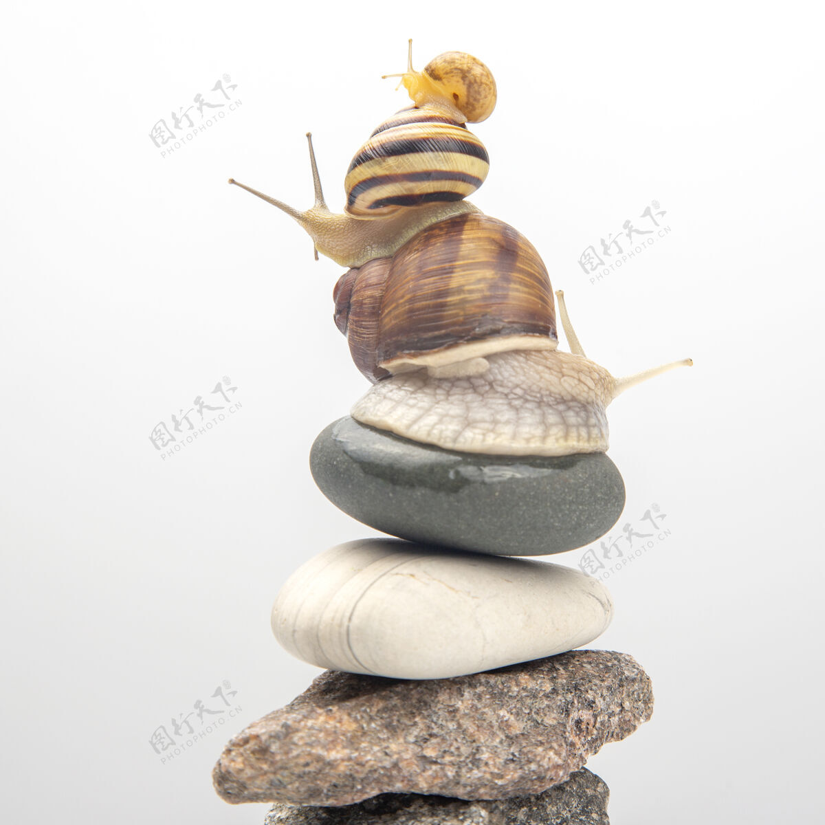 花园蜗牛互相顶在石头上保持平衡美味佳肴肉和美食触角自然动物