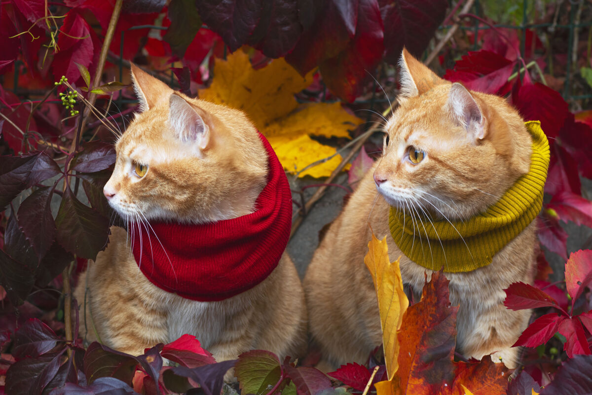 肖像两只一模一样的双胞胎红色猫咪戴着围巾 在阳光的照耀下以红色为背景树叶户外还有外面猫双胞胎户外