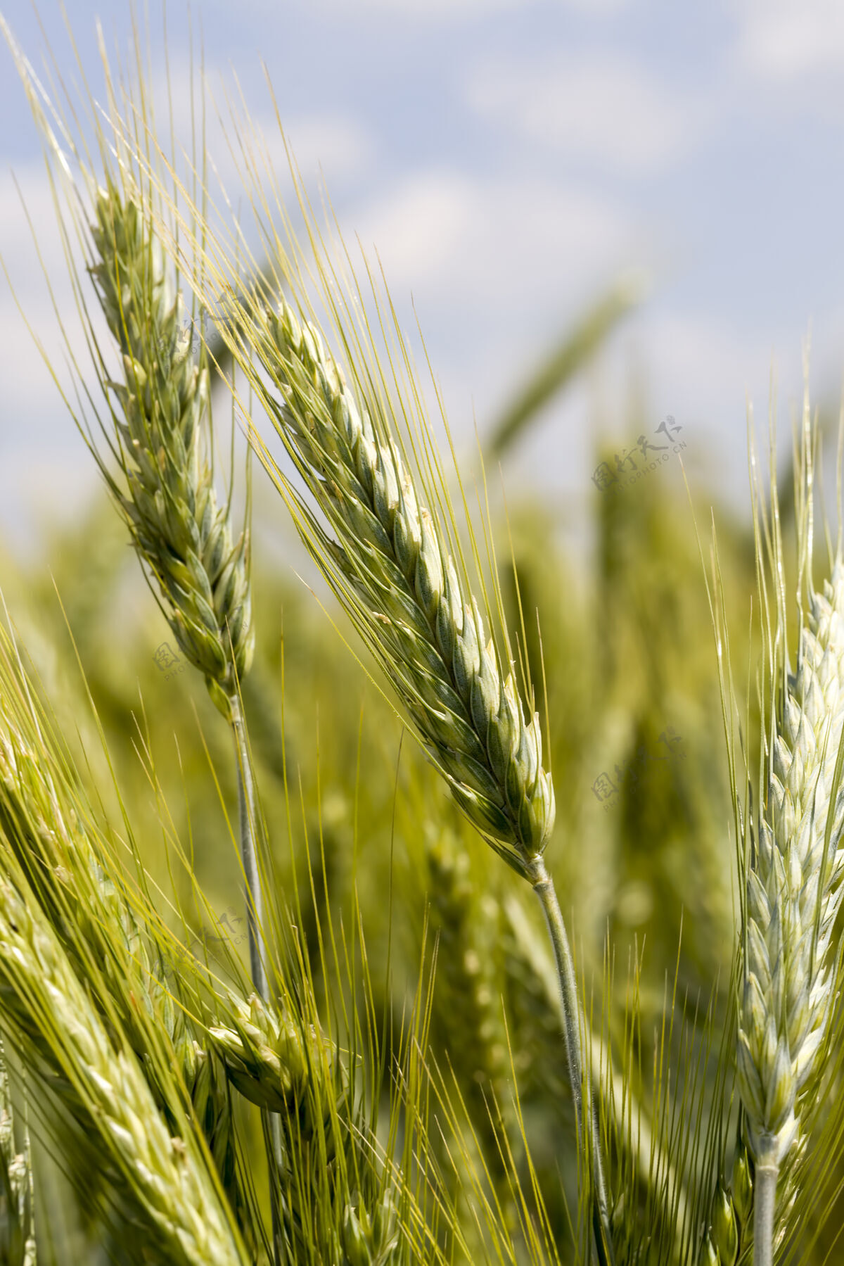 农场绿油油的麦田种植.农业为了获得粮食作物农业有机谷物