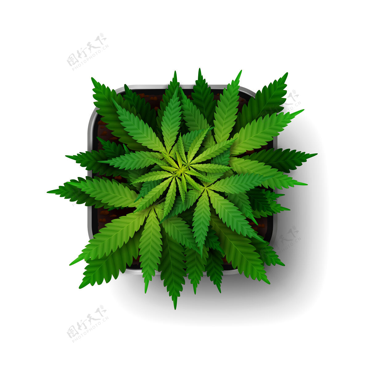 农业生长阶段的大麻植物生长在一个方形的花盆里农业顶部自然
