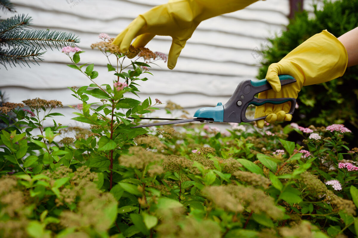 花店戴手套的女人在花园里用修剪器切花花园女园丁照顾植物户外 园艺爱好 花店的生活方式和休闲工作工人夏天