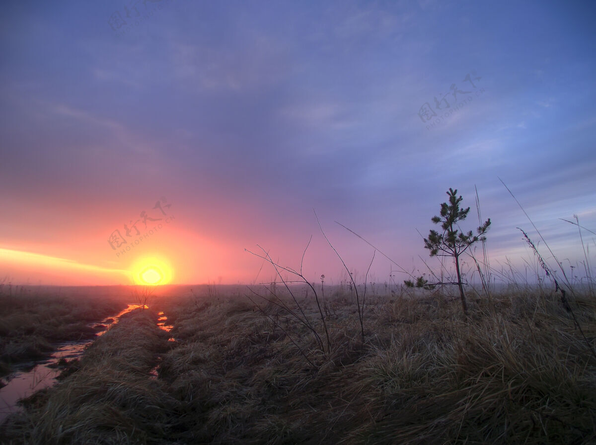 天空清晨 带着一棵松树 在雾蒙蒙的田野上日出黎明阳光雾