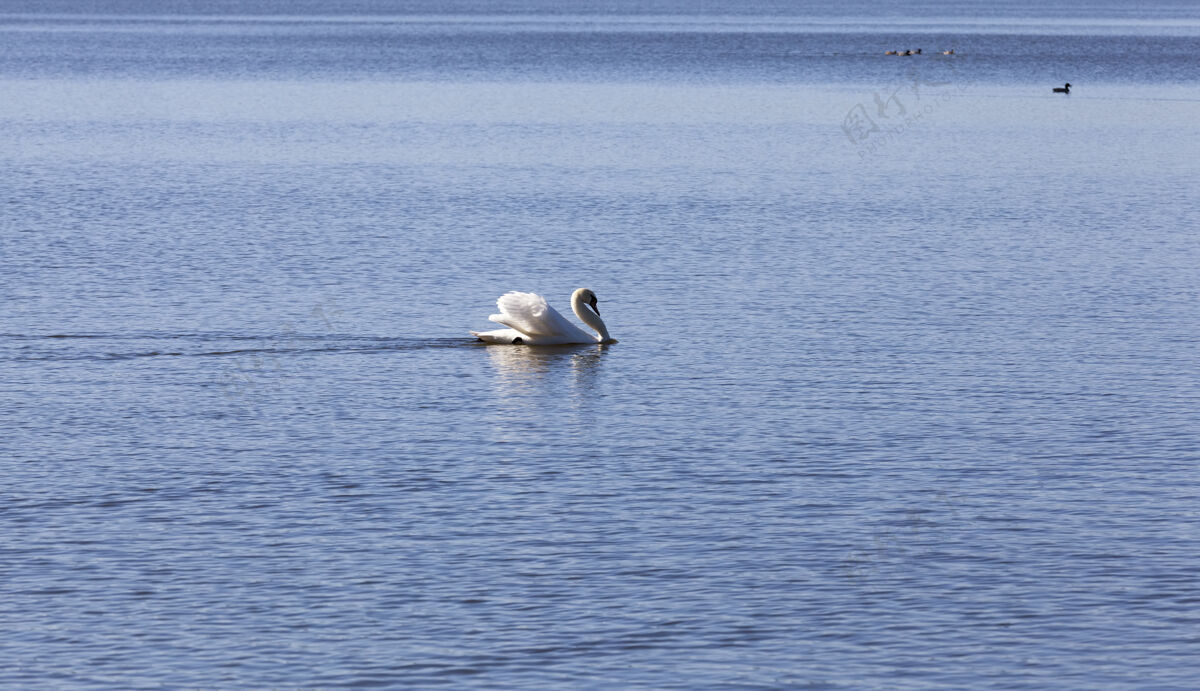 优雅春天的天鹅在湖边翅膀心池塘