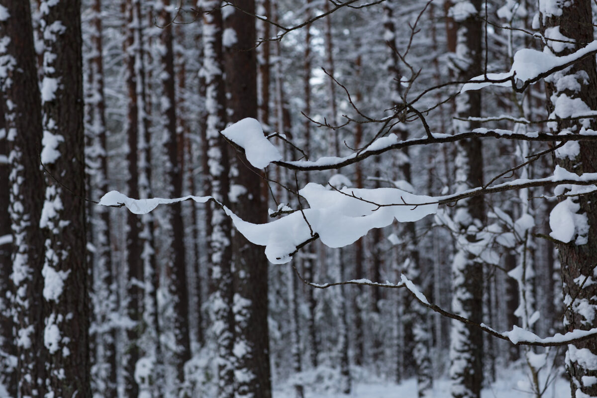 树冬天森林里雪地里的松枝霜冻冰下雪