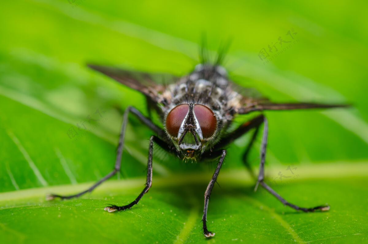 昆虫红眼苍蝇的样子动物节肢动物野生动物