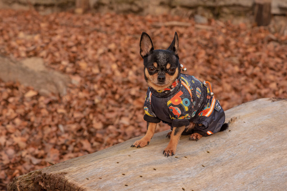服装穿衣服的狗走路可爱吉娃娃狗在户外毛衣.狗在冬天或秋天狗可爱秋天