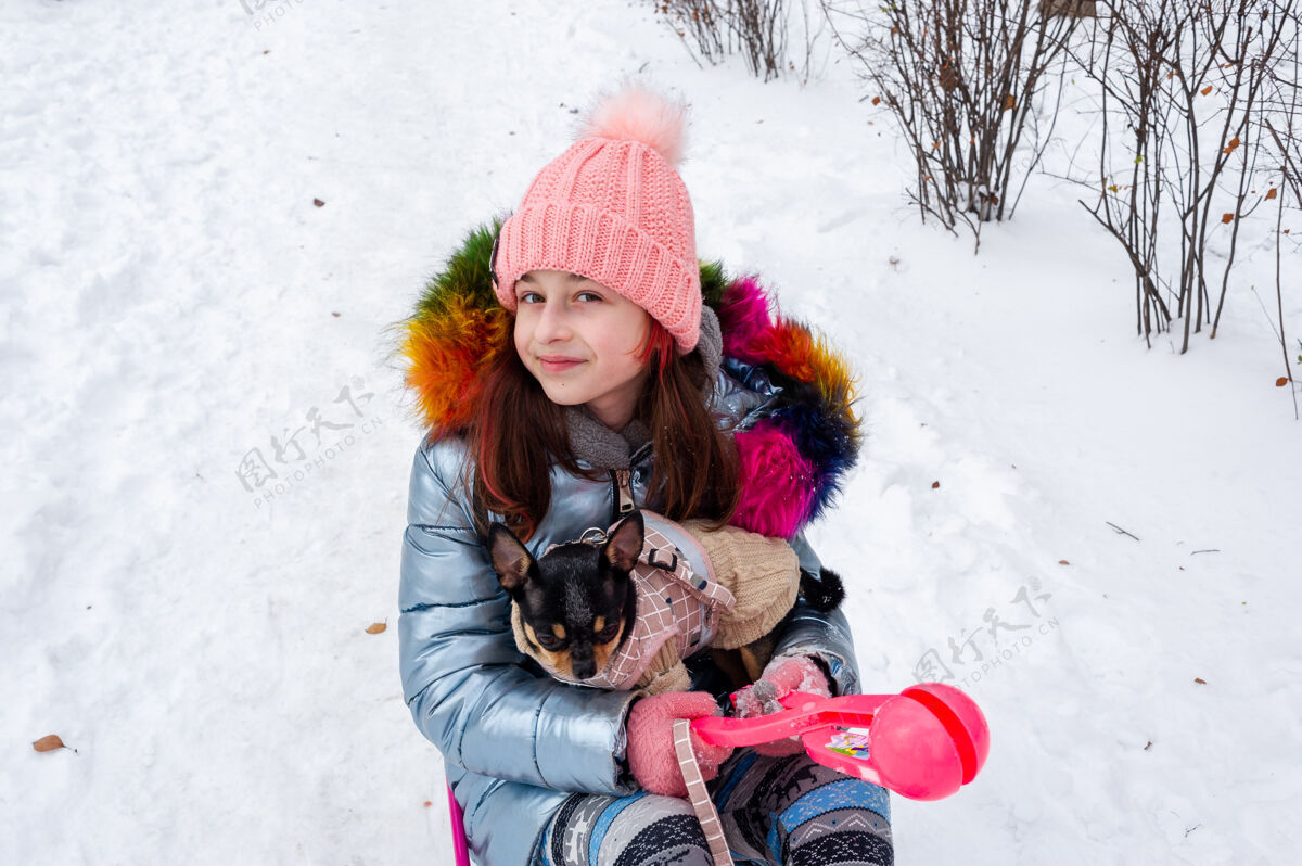 雪地美丽的女孩带着吉娃娃上了大自然一个十几岁的女孩抱着一只狗吉娃娃雪地过冬乐趣吉娃娃宠物